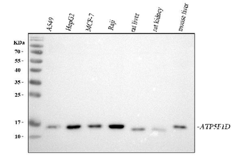 Anti-ATP5F1D Antibody