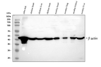 Anti-beta Actin/ACTB Antibody
