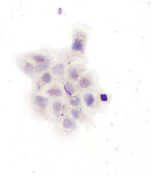 Anti-GAD67/GAD1 Antibody