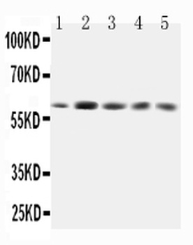 GRB7 Antibody