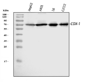 COX1/Cyclooxygenase 1/PTGS1 Antibody