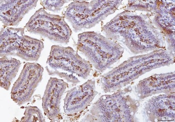 Anti-COX1/Cyclooxygenase 1/PTGS1 Antibody