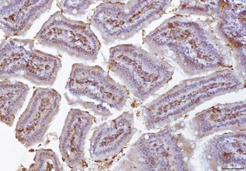 COX1/Cyclooxygenase 1/PTGS1 Antibody