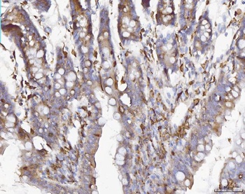 COX1/Cyclooxygenase 1/PTGS1 Antibody