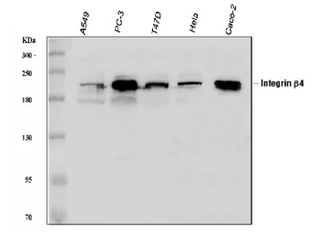 Integrin beta 4/ITGB4 Antibody