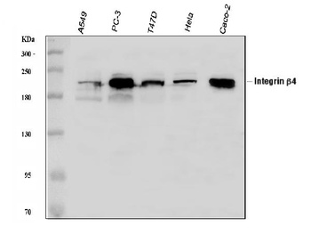 Anti-Integrin beta 4/ITGB4 Antibody
