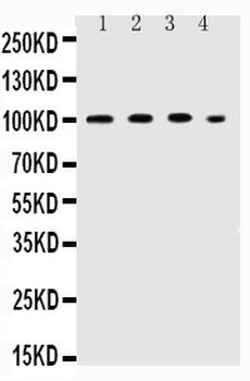 ICAM1 Antibody