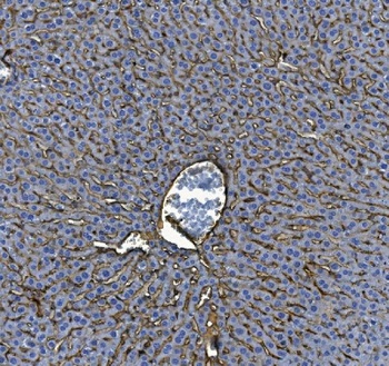 Anti-ICAM1 Antibody