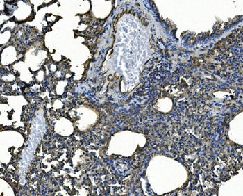 Anti-ICAM1 Antibody