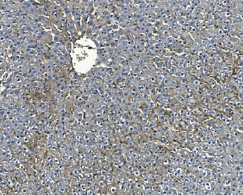 ICAM1 Antibody