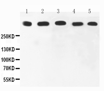 Ki67/MKI67 Antibody