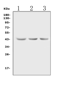 Anti-Actin ACTA1 Antibody (Monoclonal, AC-40)