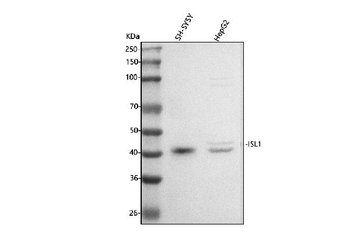 Anti-Islet 1/ISL1 Antibody
