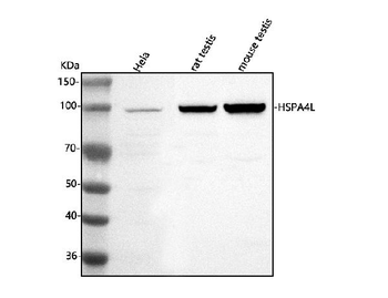 Anti-HSPA4L Antibody
