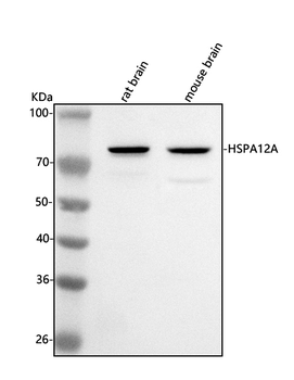 Anti-HSPA12A Antibody