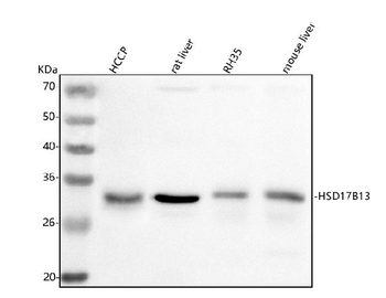 Anti-HSD17B13 Antibody