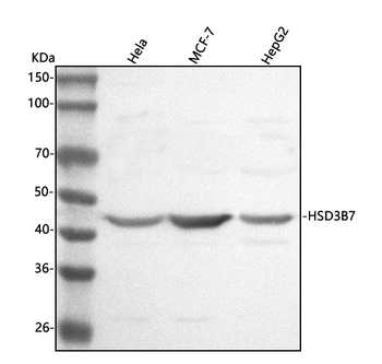 Anti-HSD3B7 Antibody