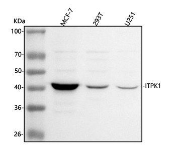 Anti-ITPK1 Antibody