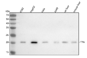 Anti-ITPA Antibody