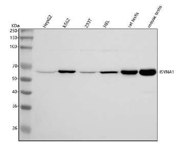 Anti-ISYNA1 Antibody
