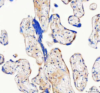 Anti-ISYNA1 Antibody