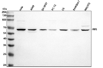 Anti-IRF5 Antibody