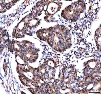 Anti-IPO9 Antibody