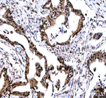 Anti-IPO9 Antibody