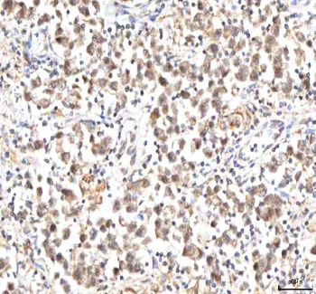 Anti-IPO9 Antibody