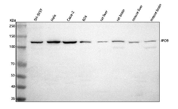 Anti-IPO9 Antibody