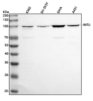 Anti-INTU Antibody