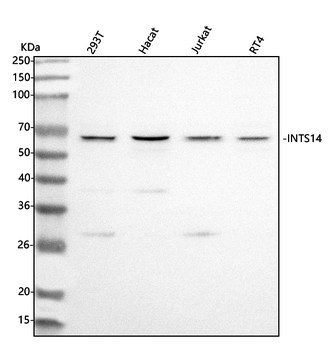 INTS14 Antibody