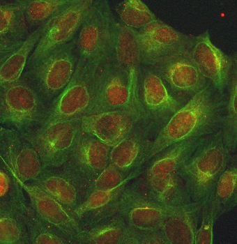 INTS13 Antibody