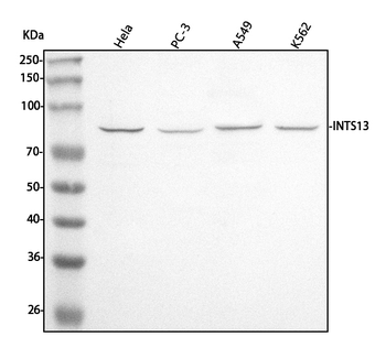 Anti-INTS13 Antibody