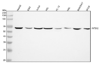 Anti-INTS12 Antibody