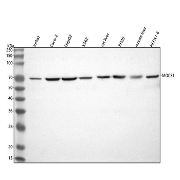 Anti-MOCS1 Antibody