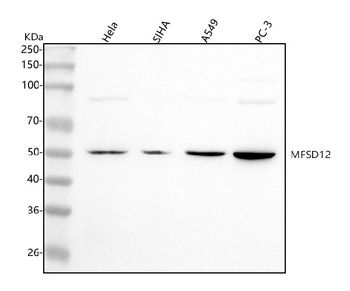 Anti-MFSD12 Antibody