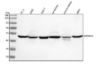 Anti-MANSC4 Antibody