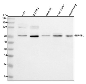 Anti-NUMBL Antibody