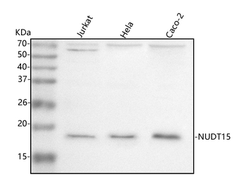Anti-NUDT15 Antibody