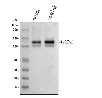 Anti-Hcn2 Antibody