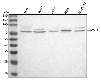 ALOX12 Antibody