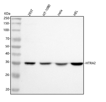 Anti-HTRA2 Antibody