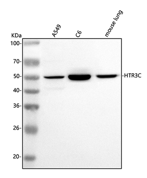 Anti-HTR3C Antibody