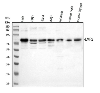LMF2 Rabbit Polyclonal Antibody