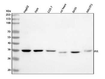 Anti-PIR Antibody