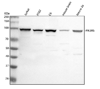 PIK3R5 Antibody
