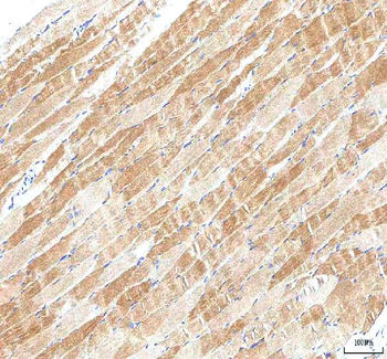 Anti-PI4KB Antibody