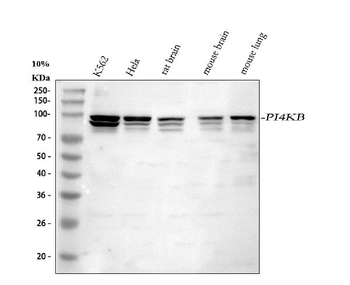 Anti-PI4KB Antibody