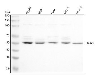 Anti-PI4K2B Antibody